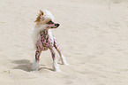 Chinese Crested Dog