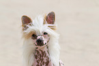 Chinese Crested Dog Portrait