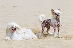 2 Chinese Crested Dogs