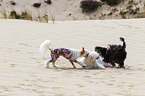 3 Chinese Crested Dogs