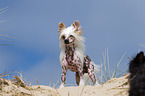 Chinese Crested Dog