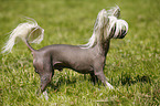 Chinese Crested Dog