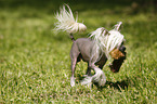 playing Chinese Crested Dog