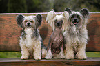 Chinese Crested Dogs