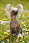 sitting Chinese Crested Dog