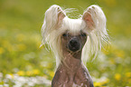 Chinese Crested Dog Portrait