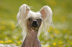 Chinese Crested Dog Portrait