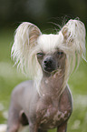 Chinese Crested Dog Portrait