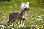 Chinese Crested Dog