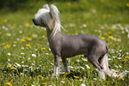 Chinese Crested Dog