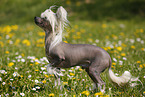 Chinese Crested Dog