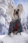 sitting Chinese Crested Dog