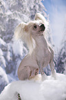 sitting Chinese Crested Dog