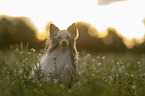 Chinese Crested Dog