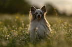 Chinese Crested Dog