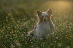 Chinese Crested Dog