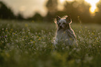 Chinese Crested Dog