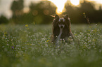 Chinese Crested Dog