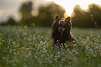 Chinese Crested Dog