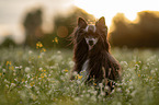 Chinese Crested Dog