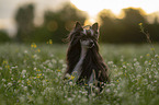 Chinese Crested Dog