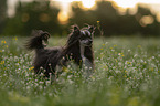 Chinese Crested Dog