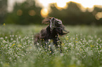 Chinese Crested Dog