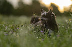 Chinese Crested Dog