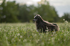 Chinese Crested Dog