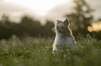 Chinese Crested Dog