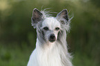 Chinese Crested Dog