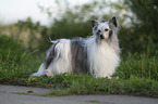 Chinese Crested Dog