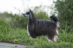 Chinese Crested Dog