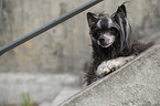 Chinese Crested Dog