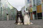 Chinese Crested Dog