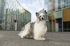 Chinese Crested Dog