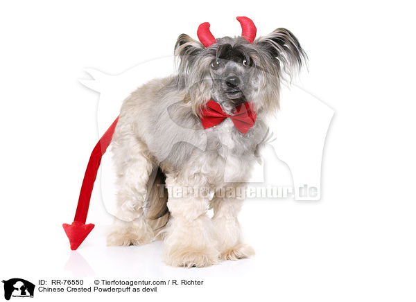 Chinese Crested Powderpuff als Teufel / Chinese Crested Powderpuff as devil / RR-76550