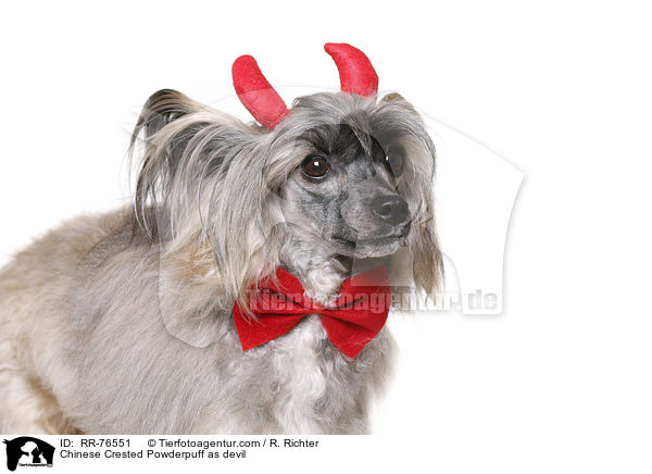 Chinese Crested Powderpuff as devil / RR-76551