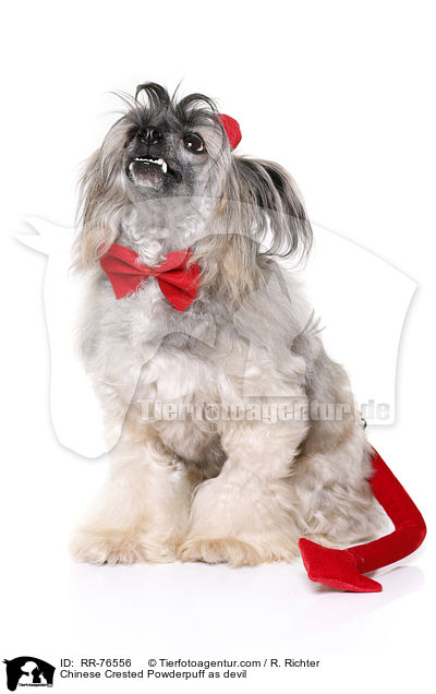 Chinese Crested Powderpuff als Teufel / Chinese Crested Powderpuff as devil / RR-76556