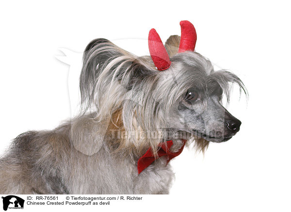 Chinese Crested Powderpuff als Teufel / Chinese Crested Powderpuff as devil / RR-76561