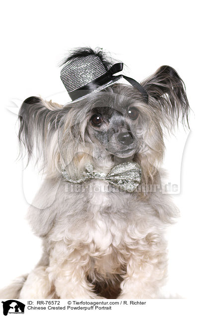 Chinese Crested Powderpuff Portrait / Chinese Crested Powderpuff Portrait / RR-76572