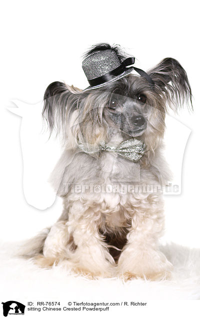 sitzender Chinese Crested Powderpuff / sitting Chinese Crested Powderpuff / RR-76574