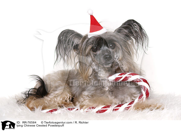 liegender Chinese Crested Powderpuff / lying Chinese Crested Powderpuff / RR-76584