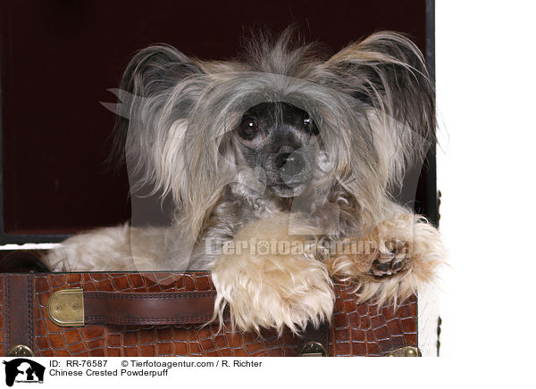 Chinese Crested Powderpuff / Chinese Crested Powderpuff / RR-76587