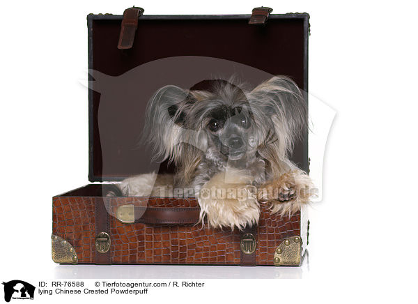 liegender Chinese Crested Powderpuff / lying Chinese Crested Powderpuff / RR-76588