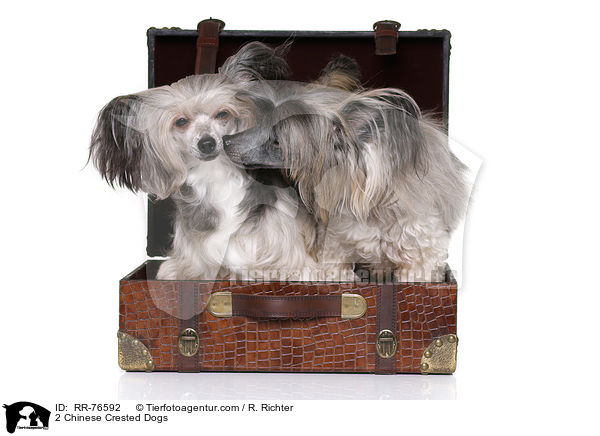 2 Chinese Crested Dogs / RR-76592