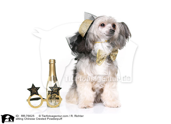 sitting Chinese Crested Powderpuff / RR-76625