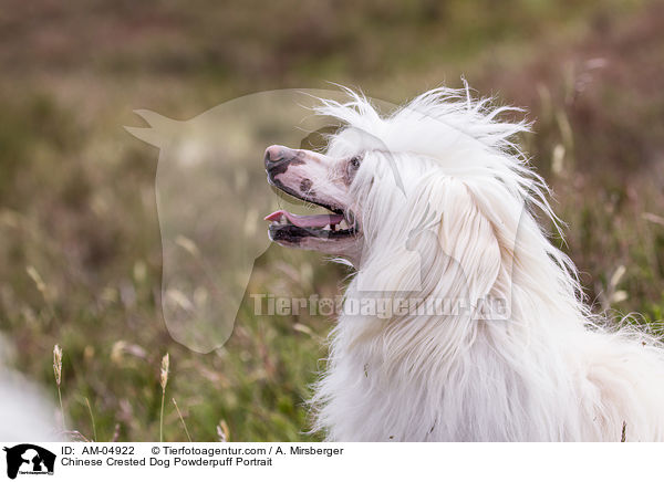 Chinese Crested Dog Powderpuff Portrait / Chinese Crested Dog Powderpuff Portrait / AM-04922