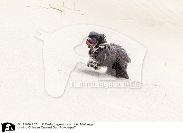 rennender Chinese Crested Dog Powderpuff / running Chinese Crested Dog Powderpuff / AM-04957