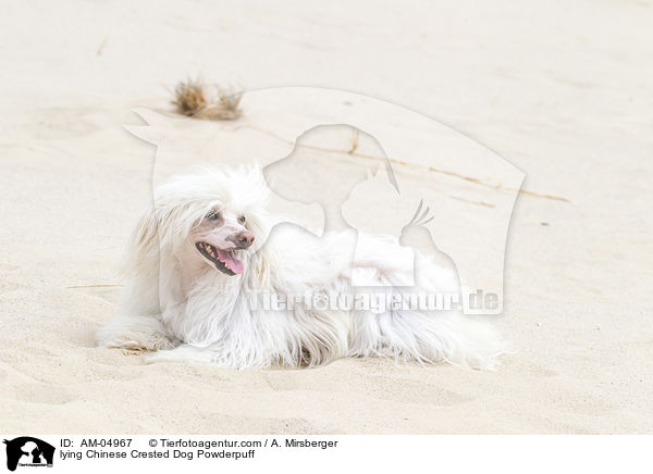 lying Chinese Crested Dog Powderpuff / AM-04967